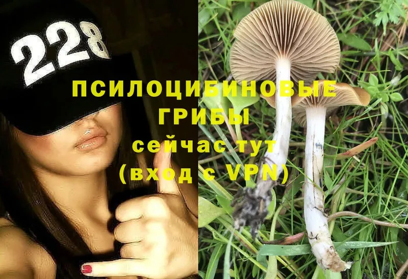 как найти закладки  Краснознаменск  OMG зеркало  Псилоцибиновые грибы Magic Shrooms 